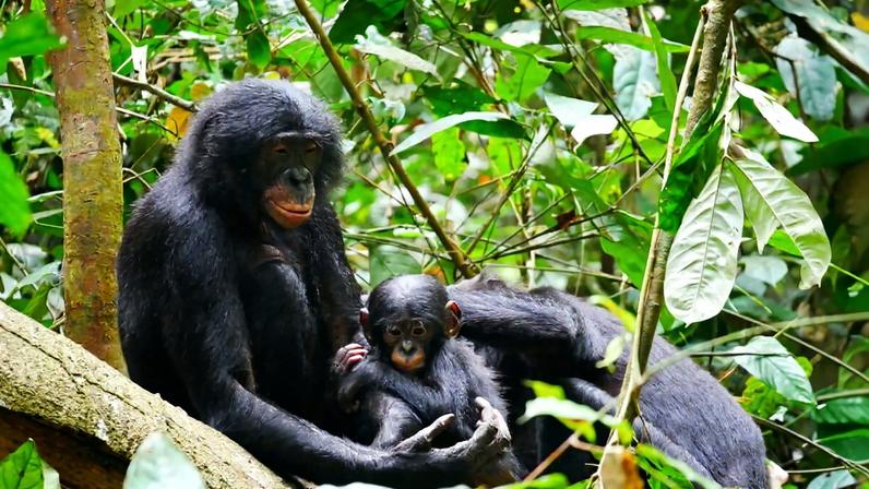 Bonobos in Kokolopori Bonobo Reserve, site of the Kokolopori Bonobo Research Project, by Maud Mouginot.