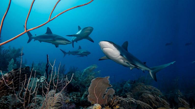Sharks in the coral reefs of Jardines de la Reina, Cuba. Image by Philip Hamilton / Ocean Image Bank.