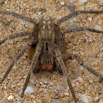 Brasil tem 3 das 4 aranhas mais perigosas do mundo, aponta lista