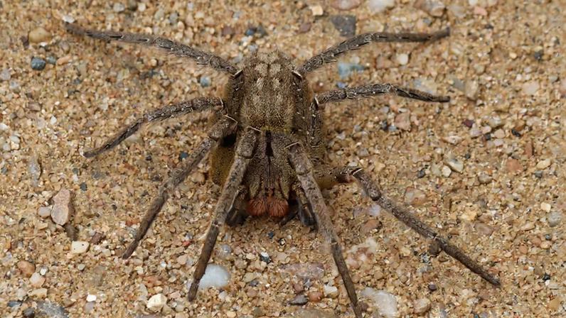 Aranha armadeira em cima de pequenas pedras.