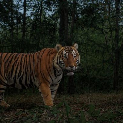 Tigres na Tailândia sobem à medida que presas estabilizam no oeste