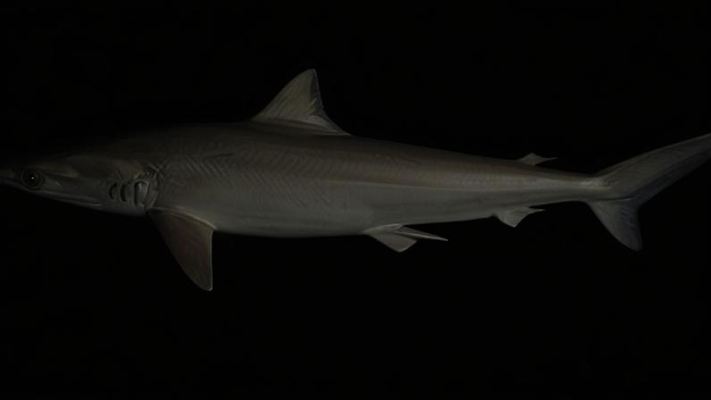 Brazilian sharpnose shark