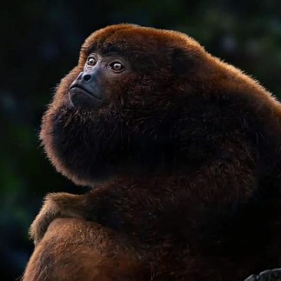 Bugios perto da extinção se recuperam, mostram estudos