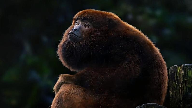 Bugios perto da extinção se recuperam, mostram estudos