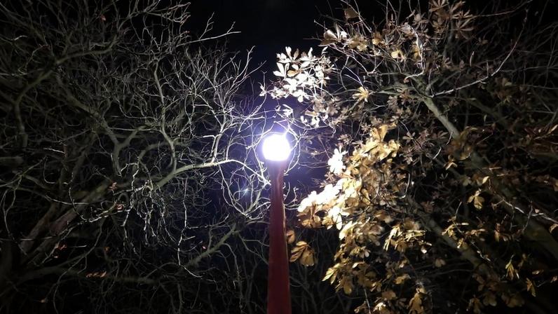 Effet de la pollution lumineuse sur l'arbre urbain