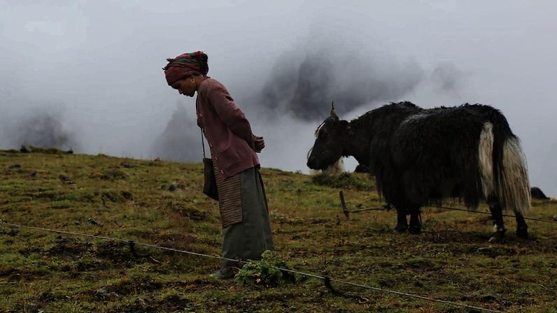 Himalayan yaks (Bos grunniens) in Thudam. Image courtesy of Chyamtang-Kathmandu Welfare Society.