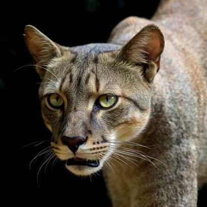 Rodovias impedem pumas de recompor área oriental dos EUA, aponta estudo