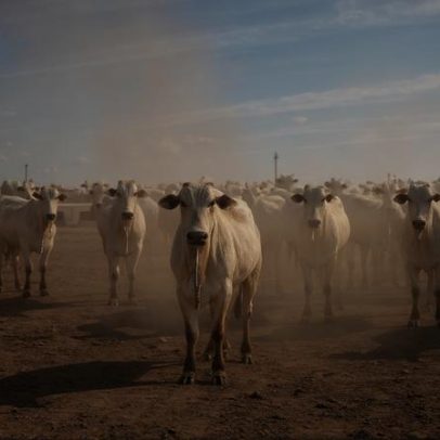 ONGs solicitam inclusão do Cerrado brasileiro na EUDR na próxima revisão