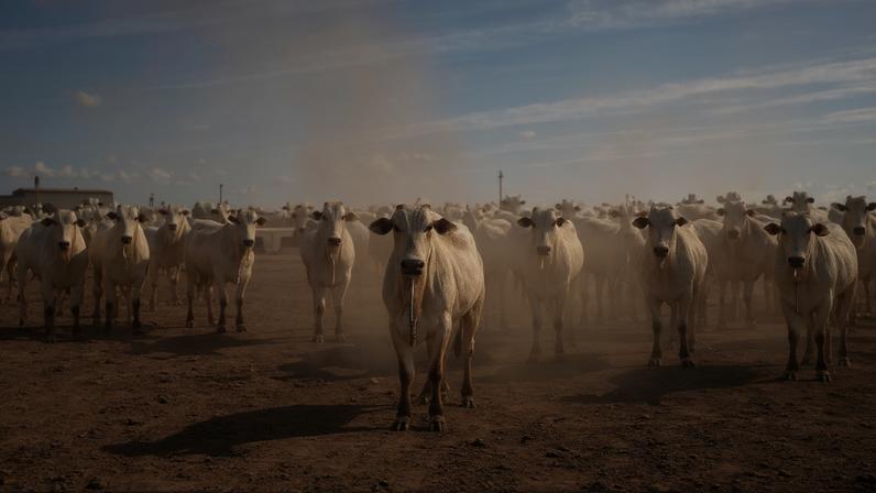 Cattle herds in the Amazon and Cerrado tend to have few head of cattle per hectare. Restoring pastures can increase the number of cattle in the same amount of space, which researchers say could reduce the need for deforestation. Image © Tommaso Protti/Greenpeace.