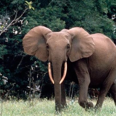 Relatório da WWF traz esperança na conservação, mas alerta planeta em perigo