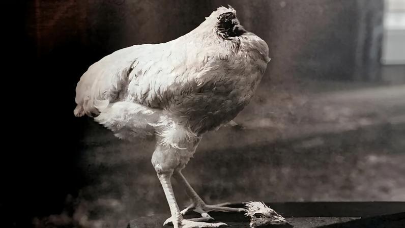 Foto do Mike o frango sem cabeça.