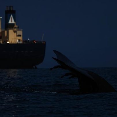 Proteger 2,6% dos oceanos pode reduzir colisões fatais entre baleias e navios