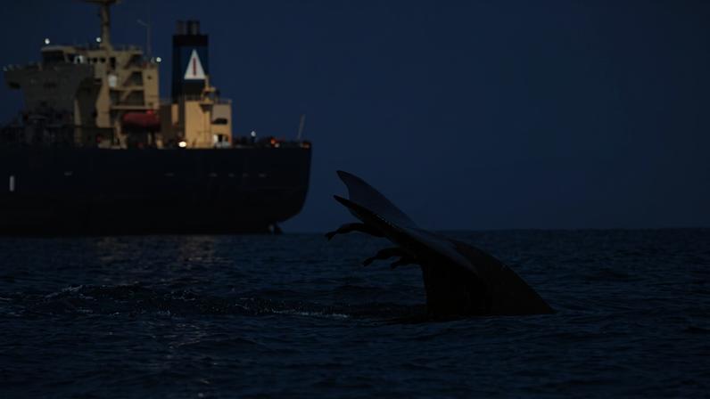 Ship strikes are a leading threat to large whales, with global shipping routes overlapping 92% of their habitats, a new study finds. But protecting whales in the most dangerous collision hotspots would require action over just 2.6% of the ocean’s surface, researchers conclude, potentially saving thousands of whales with minimal disruption to global trade.
