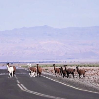 Atacama: gêiseres e Vale dos Cactos atraem visitantes