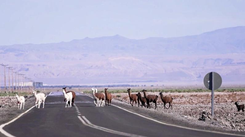 Lhamas atravessam estrada no Deserto do Atacama • CNN Viagem & Gastronomia
