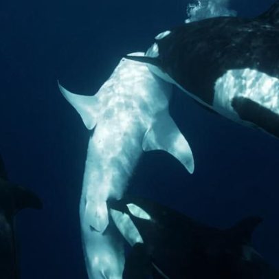 Orcas trabalham em conjunto para caçar o maior tubarão já registrado