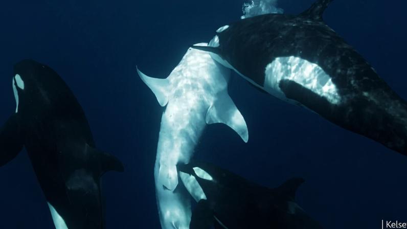 of a whale shark being brought to the surface as an orca bites near the pelvic area, courtesy of Kelsey Williamson.
