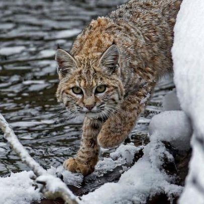 Bobcats voltam e ajudam a proteger pessoas de doenças zoonóticas