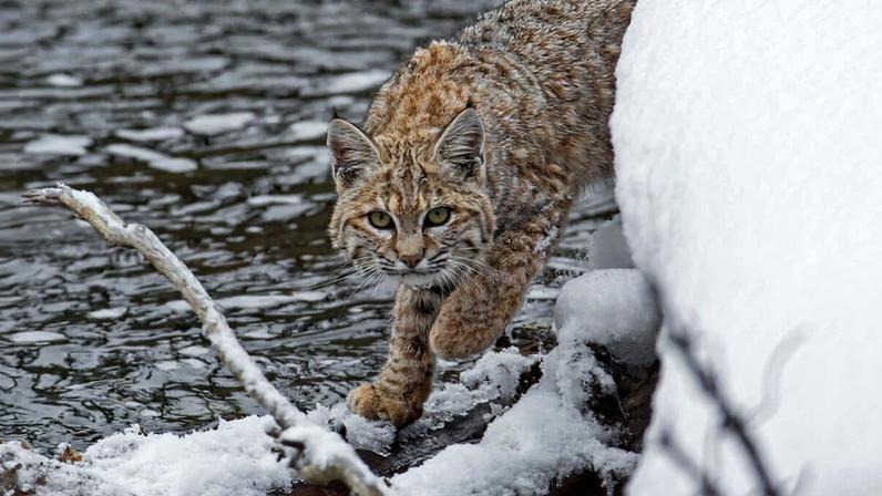 A bobcat at Sonny Bono Salton Sea National Wildlife Refuge, near agricultural lands of California’s Imperial Valley and on the border of the Sonoran Desert ecosystem. Image courtesy of Mark Stewart/U.S. Fish and Wildlife Service.