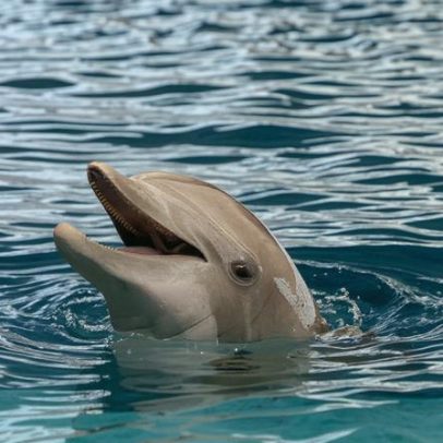 Microplásticos adoecem e matam animais, desequilibrando sistemas da Terra