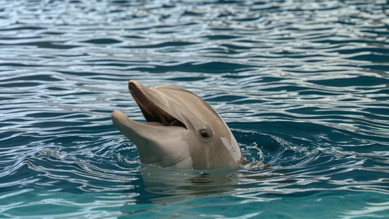 Bottlenose dolphins leapt and torpedoed through the shallow turquoise waters off Florida’s Sarasota Bay. Then, a research team moved in, quickly corralling the small pod in a large net.
