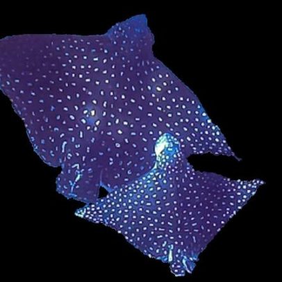 Primeiro registro de acasalamento da raia-chita em águas brasileiras