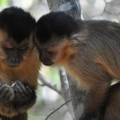 Macacos-prego transmitem tradições culturais por tolerância e observação