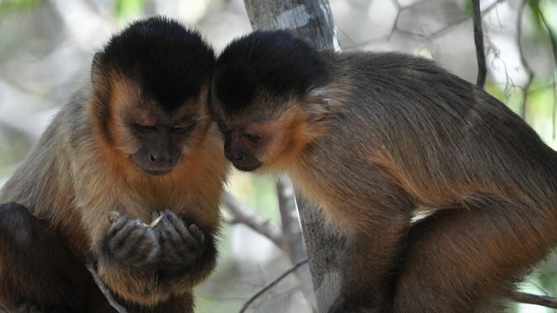 Um jovem macaco-prego barbudo observando uma fêmea processando um alimento no Parque Nacional Serra da Capivara, no Brasil