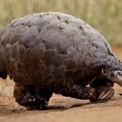 Autoridades da Nigéria apreendem 2 t de escamas de pangolim e prendem 1 suspeito