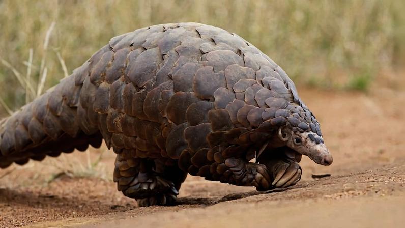 Ground pangolin (Smutsia temminckii), one of the 4 pangolin species found in Africa.