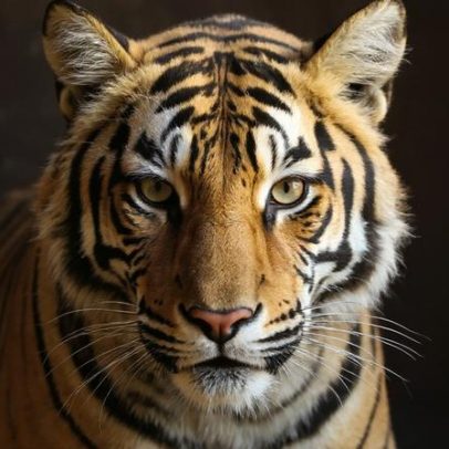 Nepal enfrenta desafios antigos e novos após triplicar população de tigres