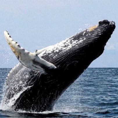 Barcos de pesca disputam krill com baleias na Antártida
