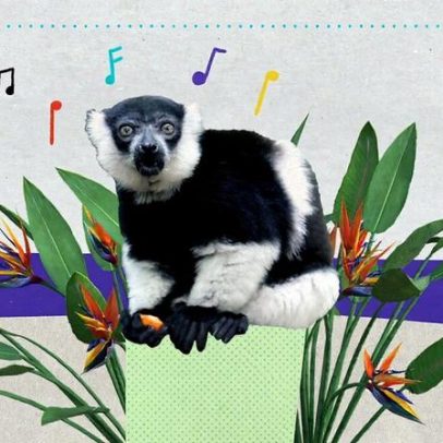 Lêmures que cantam ajudam a entender a origem da música