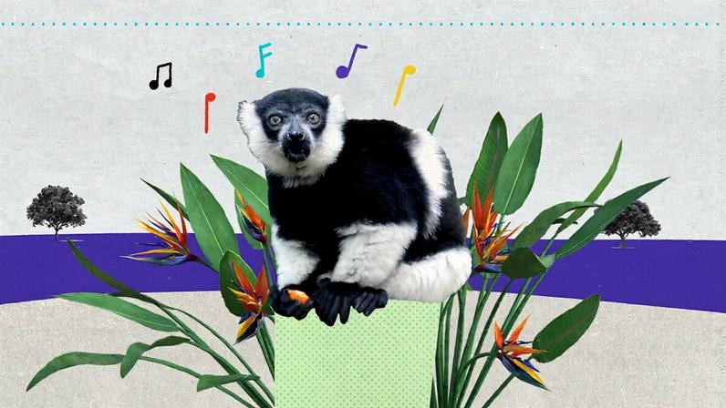 MADAGASCAR – It turns out that the Indri Indri lemurs of Madagascar can carry a tune. Researchers have found that these furry, tree-dwelling creatures use music to communicate with one another, likely for generations. Through collecting songs and calls produced by 20 indri groups in Madagascar’s rainforests over the span of 15 years, the scientists have found that indri songs exhibit rhythmic patterns that are common in human music. One particular rhythm even echoes the stomp-clap beginning of Queen’s We Will Rock You.