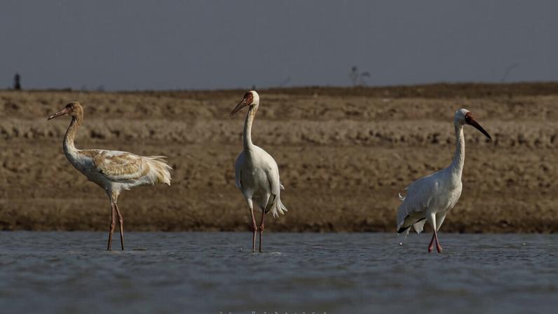 Siberian cranes at Lake Poyang in China