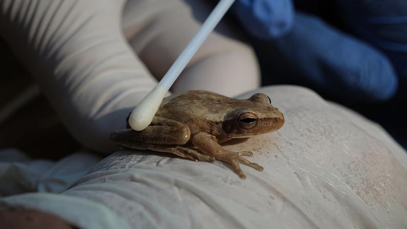 Cientistas registram fungo que sufoca anfíbios até a morte