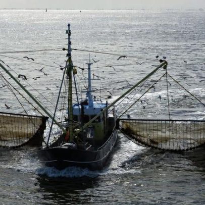 Ação judicial busca frear pesca de arrasto em águas protegidas europeias