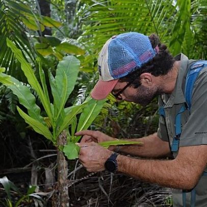 Floresta de árvores raras em Zanzibar é destinada a eco-resort