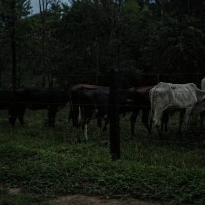 Rastreabilidade de gado na Colômbia aguarda aprovação com desmatamento em alta