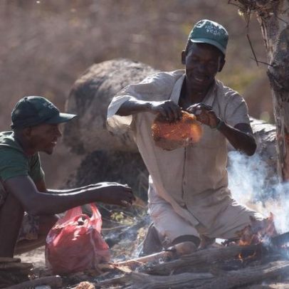 Aves guiam coletores de mel a grande parte da safra em reserva de Moçambique