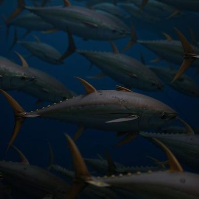 Rep. de Samoa Americana pede abrir águas protegidas do Pacífico à pesca de atum