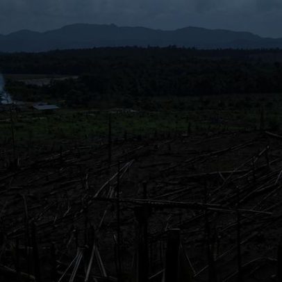 Atrasos na lei ambiental do Reino Unido elevam desmatamento, aponta relatório