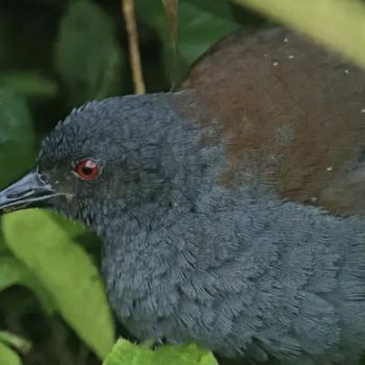 Ave vista por Darwin há 190 anos reaparece nas Galápagos