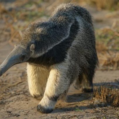 Dia Mundial do Rewilding: quatro espécies voltam da beira da extinção