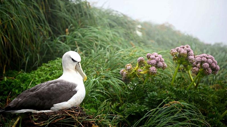 Banner image of a white-capped albatross (Thalassarche cauta steadi) on Maukahuka/Auckland Island by Jake Osborne.