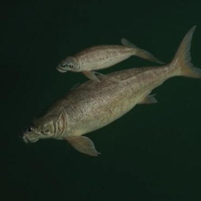 Dugongos diminuem ante queda de erva-marinha no Mar de Andamão, Tailândia