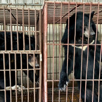 Três ursos-lunares são resgatados na primeira fazenda de bile encerrada no Laos