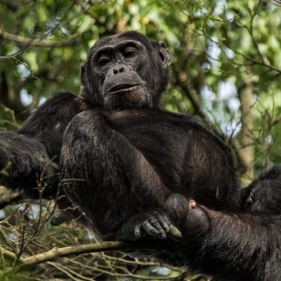 Caça ilegal aumenta em áreas ocupadas pelo M23 no Parque Nacional Virunga