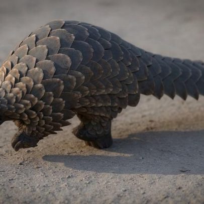 Autoridades nigerianas prendem suposto líder do tráfico de pangolins chineses
