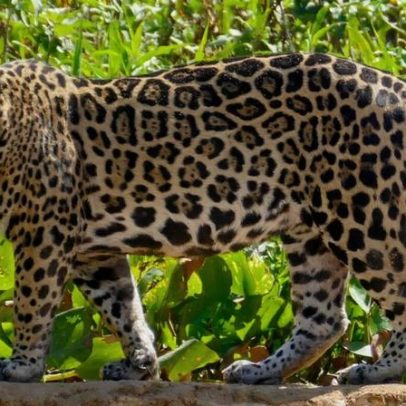 Turismo de onças no Pantanal exige regras novas para evitar colapso, diz estudo